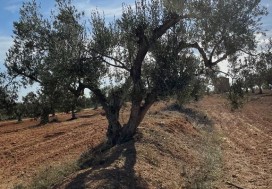 A VENDRE TER AGRI 19200 M2 HAMMAMET