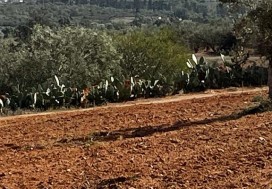 A VENDRE TER AGRI 19200 M2 HAMMAMET