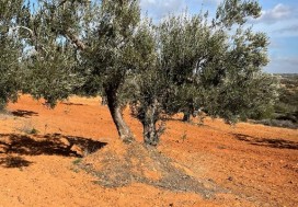 A VENDRE TER AGRI 19200 M2 HAMMAMET