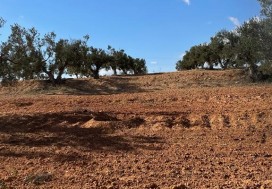 A VENDRE TER AGRI 19200 M2 HAMMAMET