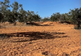 A VENDRE TER AGRI 19200 M2 HAMMAMET