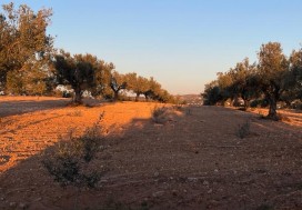 A V TEER PROJ TOURIST 2,79 HA HAMMAMET