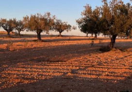 A V TEER PROJ TOURIST 2,79 HA HAMMAMET
