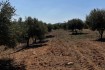 A VENDRE TERRAIN AGRI 15 HA MORNAG