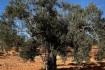 A VENDRE TER AGRI 19200 M2 HAMMAMET